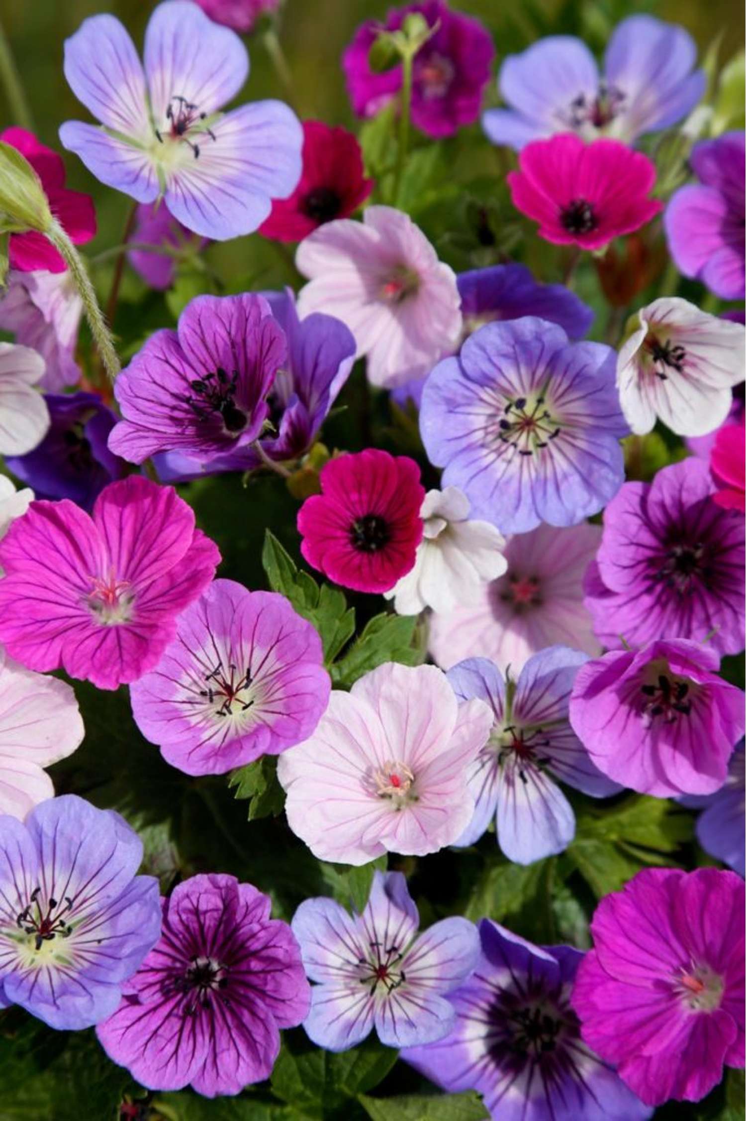 Kurjenpolvi 'Breeders Mix'